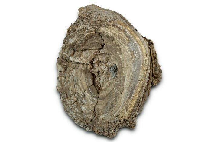 Fossil Ray-Finned Fish (Ichthyodectes) Vertebra - Kansas #331031